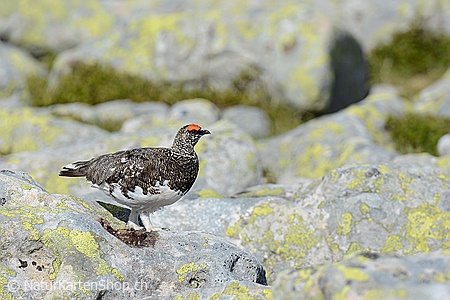A5-Fotokarte/Klappkarte mit hochwertigem Papierabzug, Einlageblatt und Umschlag. Fototitel: Schneehuhn (Klappkarte, Kunstkarte)