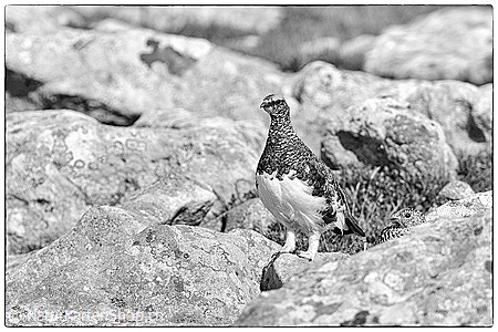 A5-Fotokarte/Klappkarte mit hochwertigem Papierabzug, Einlageblatt und Umschlag. Fototitel: Begegnung mit Schneehühnern (Schwarz/Weiss) (Klappkarte, Kunstkarte)