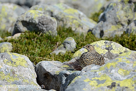 A5-Fotokarte/Klappkarte mit hochwertigem Papierabzug, Einlageblatt und Umschlag. Fototitel: Ostermotiv Schneehuhn (Klappkarte, Kunstkarte)