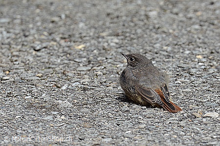 A5-Fotokarte/Klappkarte mit hochwertigem Papierabzug, Einlageblatt und Umschlag. Fototitel: Glückwunschkarten Tierkinder (Klappkarte, Kunstkarte)