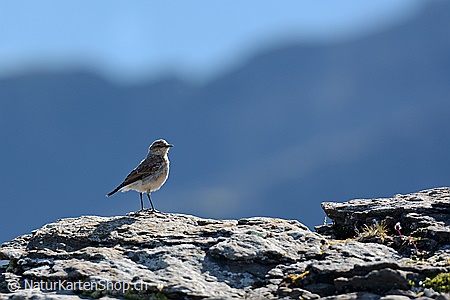 A5-Fotokarte/Klappkarte mit hochwertigem Papierabzug, Einlageblatt und Umschlag. Fototitel: Grusskarte Vogel (Klappkarte, Kunstkarte)
