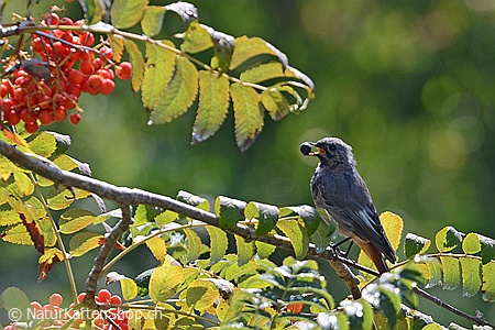 A5-Fotokarte/Klappkarte mit hochwertigem Papierabzug, Einlageblatt und Umschlag. Fototitel: Vogel im Beerenstrauch (Klappkarte, Kunstkarte)