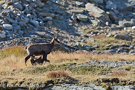 A5-Fotokarte/Klappkarte mit hochwertigem Papierabzug, Einlageblatt und Umschlag. Fototitel: Gämse mit säugendem Jungtier (Klappkarte, Kunstkarte)