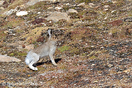 A5-Fotokarte/Klappkarte mit hochwertigem Papierabzug, Einlageblatt und Umschlag. Fototitel: Schneehase (Klappkarte, Kunstkarte)