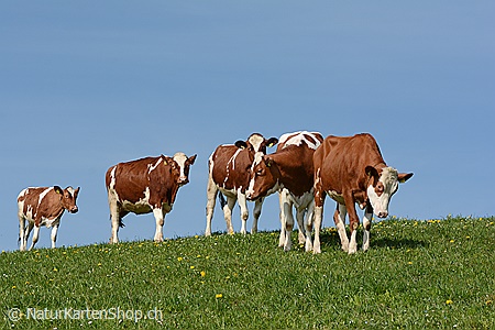 A5-Fotokarte/Klappkarte mit hochwertigem Papierabzug, Einlageblatt und Umschlag. Fototitel: Kälber erkunden die Frühlingswiese (Klappkarte, Kunstkarte)