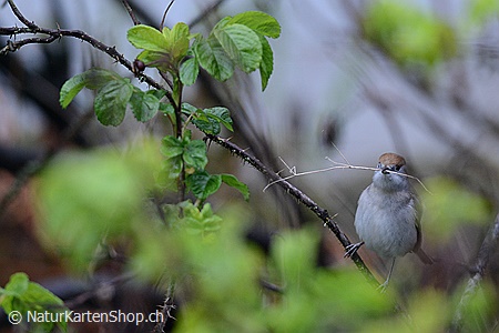 A5-Fotokarte/Klappkarte mit hochwertigem Papierabzug, Einlageblatt und Umschlag. Fototitel: Hochzeitskarte Vogel mit Halm im Schnabel (Klappkarte, Kunstkarte)