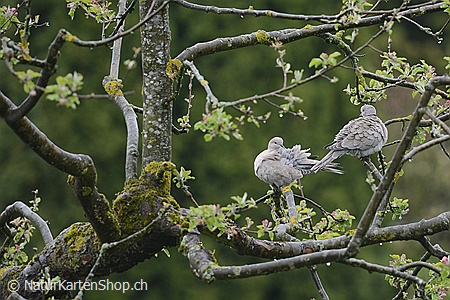 A5-Fotokarte/Klappkarte mit hochwertigem Papierabzug, Einlageblatt und Umschlag. Fototitel: Hochzeitskarte Zwei Tauben auf Apfelbaum (Klappkarte, Kunstkarte)