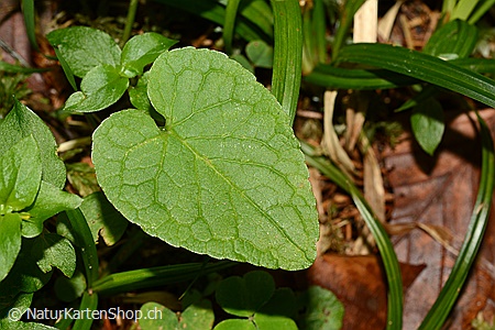 A5-Fotokarte/Klappkarte mit hochwertigem Papierabzug, Einlageblatt und Umschlag. Fototitel: Glückwunschkarte Blatt in Herzform (Klappkarte, Kunstkarte)