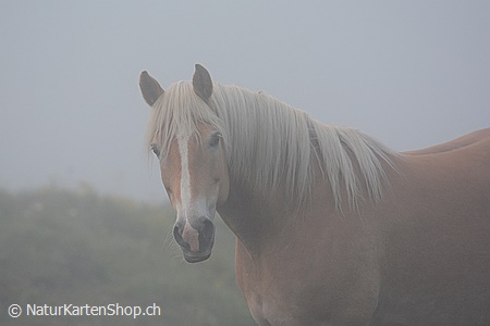 A5-Fotokarte/Klappkarte mit hochwertigem Papierabzug, Einlageblatt und Umschlag. Fototitel: Pferd (Klappkarte, Kunstkarte)