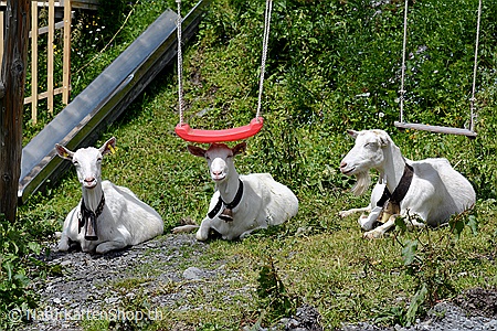 A5-Fotokarte/Klappkarte mit hochwertigem Papierabzug, Einlageblatt und Umschlag. Fototitel: Grusskarte Siesta der Ziegen auf einem Spielplatz (Klappkarte, Kunstkarte)