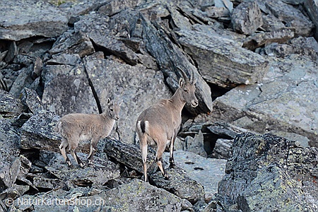 A5-Fotokarte/Klappkarte mit hochwertigem Papierabzug, Einlageblatt und Umschlag. Fototitel: Grusskarte Steingeiss mit Steinkitz (Klappkarte, Kunstkarte)