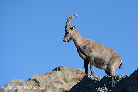 A5-Fotokarte/Klappkarte mit hochwertigem Papierabzug, Einlageblatt und Umschlag. Fototitel: Stolzer Steinbock (Klappkarte, Kunstkarte)