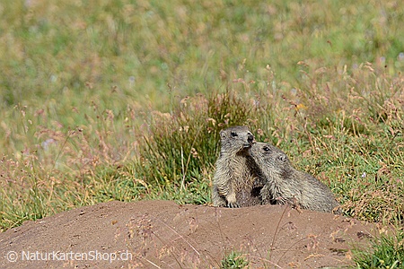 A5-Fotokarte/Klappkarte mit hochwertigem Papierabzug, Einlageblatt und Umschlag. Fototitel: Zwei junge Murmeltiere (Klappkarte, Kunstkarte)