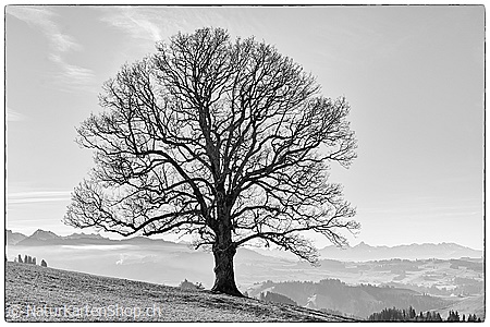 A5-Fotokarte/Klappkarte mit hochwertigem Papierabzug, Einlageblatt und Umschlag. Fototitel: Wohlgeformter Ahorn (Schwarz/Weiss) (Klappkarte, Kunstkarte)