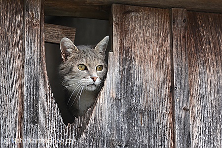 A5-Fotokarte/Klappkarte mit hochwertigem Papierabzug, Einlageblatt und Umschlag. Fototitel: Hauskatze (Klappkarte, Kunstkarte)