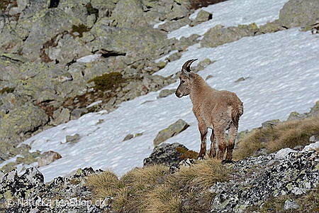 A5-Fotokarte/Klappkarte mit hochwertigem Papierabzug, Einlageblatt und Umschlag. Fototitel: Junger Steinbock (Klappkarte, Kunstkarte)