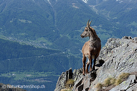 A5-Fotokarte/Klappkarte mit hochwertigem Papierabzug, Einlageblatt und Umschlag. Fototitel: Steingeiss blickt von Felsgrat ins Tal (Klappkarte, Kunstkarte)