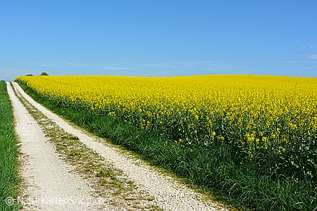 A5-Fotokarte/Klappkarte mit hochwertigem Papierabzug, Einlageblatt und Umschlag. Fototitel: Frühlingsbild mit Weg (Klappkarte, Kunstkarte)