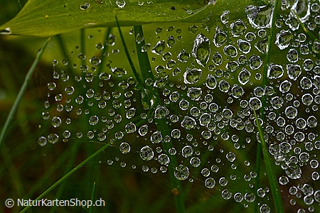 A5-Fotokarte/Klappkarte mit hochwertigem Papierabzug, Einlageblatt und Umschlag. Fototitel: Wassertropfen (Klappkarte, Kunstkarte)