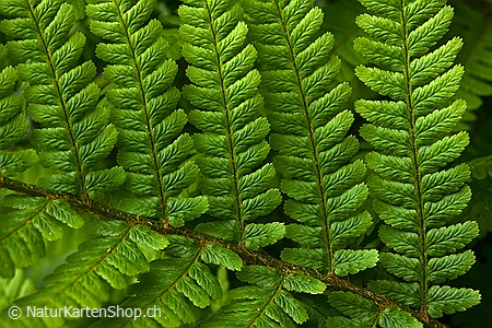 A5-Fotokarte/Klappkarte mit hochwertigem Papierabzug, Einlageblatt und Umschlag. Fototitel: Hellgrünes Farnblatt (Klappkarte, Kunstkarte)