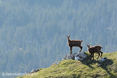 A5-Fotokarte/Klappkarte mit hochwertigem Papierabzug, Einlageblatt und Umschlag. Fototitel: Zwei junge Gämsen (Klappkarte, Kunstkarte)