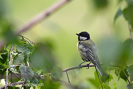 A5-Fotokarte/Klappkarte mit hochwertigem Papierabzug, Einlageblatt und Umschlag. Fototitel: Meise auf Zweig sitzend (Klappkarte, Kunstkarte)