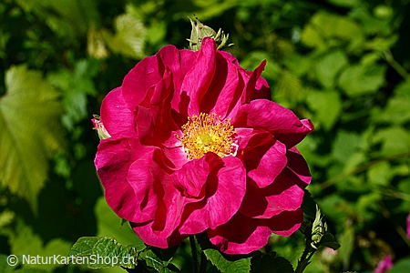 A5-Fotokarte/Klappkarte mit hochwertigem Papierabzug, Einlageblatt und Umschlag. Fototitel: Rose (Klappkarte, Kunstkarte)