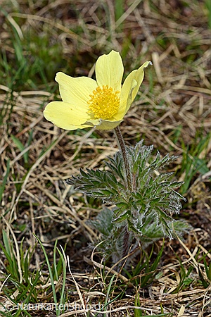 A5-Fotokarte/Klappkarte mit hochwertigem Papierabzug, Einlageblatt und Umschlag. Fototitel: Blühende Schwefelanemone (Klappkarte, Kunstkarte)