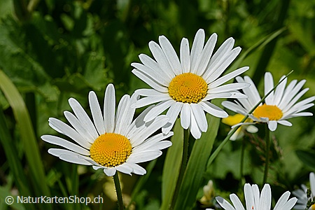 A5-Fotokarte/Klappkarte mit hochwertigem Papierabzug, Einlageblatt und Umschlag. Fototitel: Margeriten (Klappkarte, Kunstkarte)