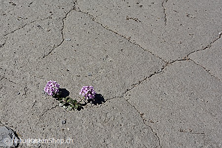 A5-Fotokarte/Klappkarte mit hochwertigem Papierabzug, Einlageblatt und Umschlag. Fototitel: Blumen trotzen der Trockenheit (Klappkarte, Kunstkarte)