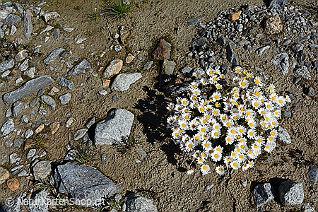 A5-Fotokarte/Klappkarte mit hochwertigem Papierabzug, Einlageblatt und Umschlag. Fototitel: Margeriten auf sandigem Boden (Klappkarte, Kunstkarte)