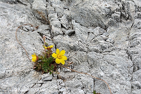 A5-Fotokarte/Klappkarte mit hochwertigem Papierabzug, Einlageblatt und Umschlag. Fototitel: Farbtupfer im Fels (Klappkarte, Kunstkarte)
