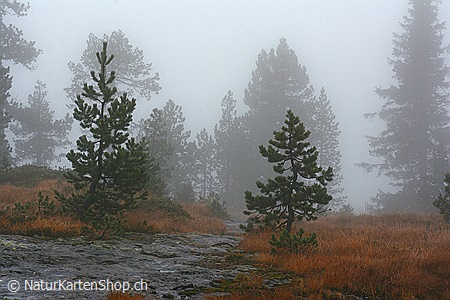 A5-Fotokarte/Klappkarte mit hochwertigem Papierabzug, Einlageblatt und Umschlag. Fototitel: Mystischer Wald (Klappkarte, Kunstkarte)
