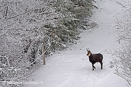 A5-Fotokarte/Klappkarte mit hochwertigem Papierabzug, Einlageblatt und Umschlag. Fototitel: Gämse im Winter (Klappkarte, Kunstkarte)