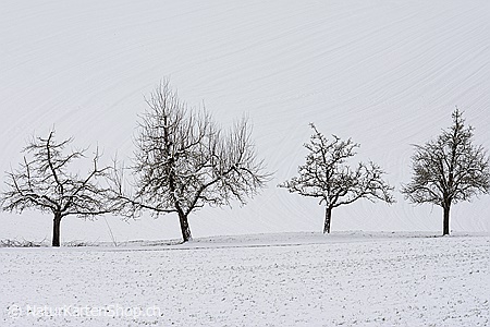 A5-Fotokarte/Klappkarte mit hochwertigem Papierabzug, Einlageblatt und Umschlag. Fototitel: Baumreihe im Winter (Klappkarte, Kunstkarte)
