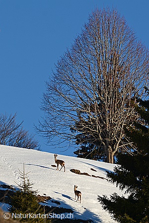 A5-Fotokarte/Klappkarte mit hochwertigem Papierabzug, Einlageblatt und Umschlag. Fototitel: Rehe im Winter (Klappkarte, Kunstkarte)