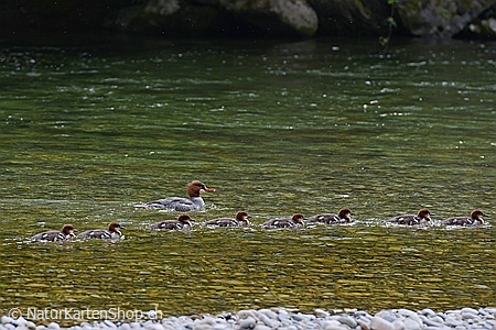 A5-Fotokarte/Klappkarte mit hochwertigem Papierabzug, Einlageblatt und Umschlag. Fototitel: Tierfamilie unterwegs (Klappkarte, Kunstkarte)