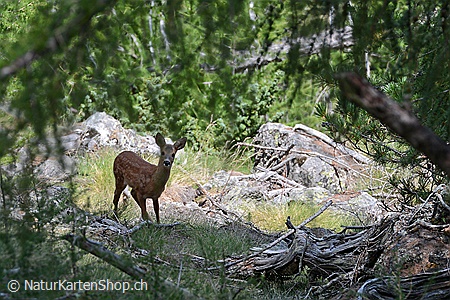 A5-Fotokarte/Klappkarte mit hochwertigem Papierabzug, Einlageblatt und Umschlag. Fototitel: Rehkitz in idyllischer Umgebung (Klappkarte, Kunstkarte)