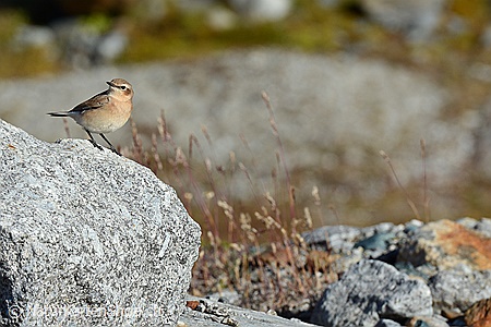 A5-Fotokarte/Klappkarte mit hochwertigem Papierabzug, Einlageblatt und Umschlag. Fototitel: Vogel auf Felsblock (Klappkarte, Kunstkarte)