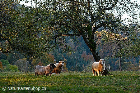 A5-Fotokarte/Klappkarte mit hochwertigem Papierabzug, Einlageblatt und Umschlag. Fototitel: Idyllische Weide mit Schafen (Klappkarte, Kunstkarte)