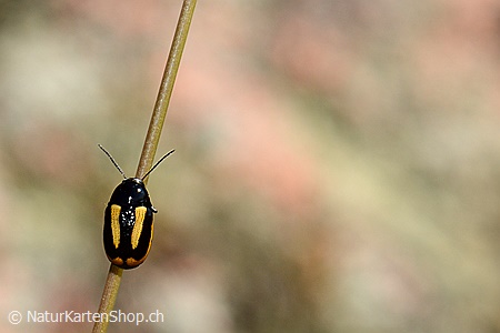 A5-Fotokarte/Klappkarte mit hochwertigem Papierabzug, Einlageblatt und Umschlag. Fototitel: Käfer an Grashalm (Klappkarte, Kunstkarte)