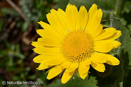 A5-Fotokarte/Klappkarte mit hochwertigem Papierabzug, Einlageblatt und Umschlag. Fototitel: Gelbe Blüte (Klappkarte, Kunstkarte)