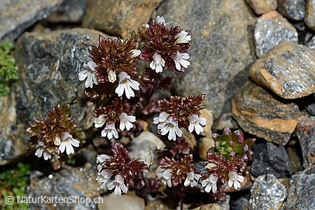 A5-Fotokarte/Klappkarte mit hochwertigem Papierabzug, Einlageblatt und Umschlag. Fototitel: Augentrost (Klappkarte, Kunstkarte)