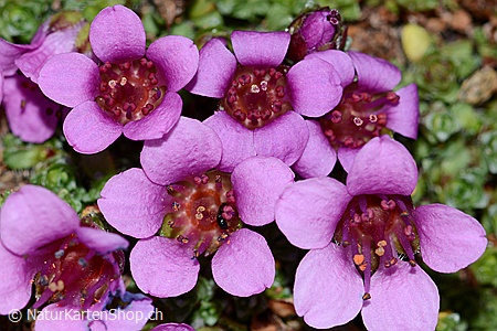 A5-Fotokarte/Klappkarte mit hochwertigem Papierabzug, Einlageblatt und Umschlag. Fototitel: Blühende Blumen (Klappkarte, Kunstkarte)
