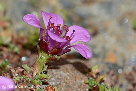 A5-Fotokarte/Klappkarte mit hochwertigem Papierabzug, Einlageblatt und Umschlag. Fototitel: Violette Blüte (Klappkarte, Kunstkarte)