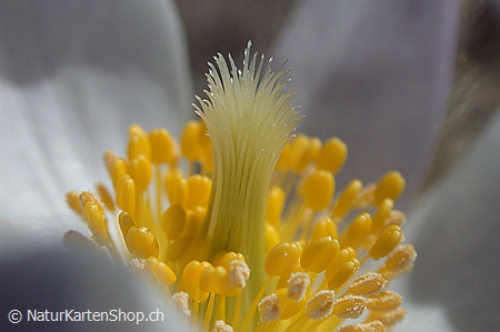A5-Fotokarte/Klappkarte mit hochwertigem Papierabzug, Einlageblatt und Umschlag. Fototitel: Blüte der Frühlingsanemone (Klappkarte, Kunstkarte)