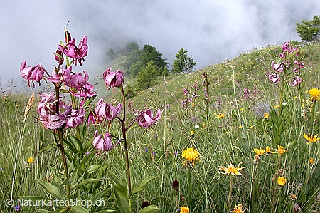 A5-Fotokarte/Klappkarte mit hochwertigem Papierabzug, Einlageblatt und Umschlag. Fototitel: Bergwiese mit Türkenbund, und Männertreu (Klappkarte, Kunstkarte)