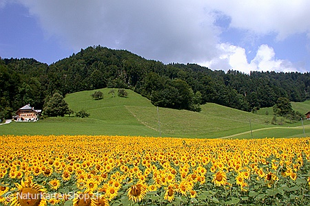 A5-Fotokarte/Klappkarte mit hochwertigem Papierabzug, Einlageblatt und Umschlag. Fototitel: Sonnenblumenfeld (Klappkarte, Kunstkarte)