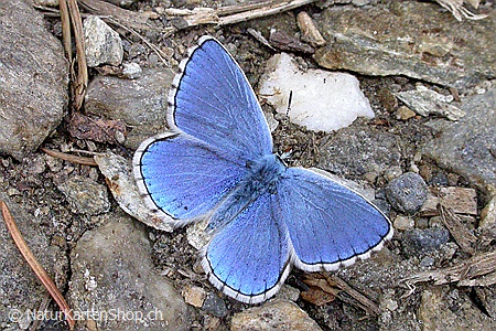 A5-Fotokarte/Klappkarte mit hochwertigem Papierabzug, Einlageblatt und Umschlag. Fototitel: Schmetterling (Klappkarte, Kunstkarte)
