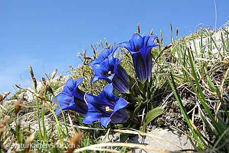 A5-Fotokarte/Klappkarte mit hochwertigem Papierabzug, Einlageblatt und Umschlag. Fototitel: Alpenblumen (Klappkarte, Kunstkarte)
